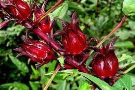 Roselle Hibiscus Seeds