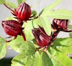 Roselle Hibiscus Seeds