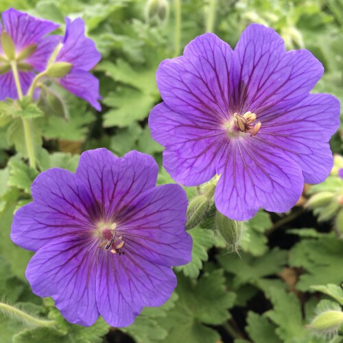 Geranium lilla blomsterfrø til plantning - 100 stk