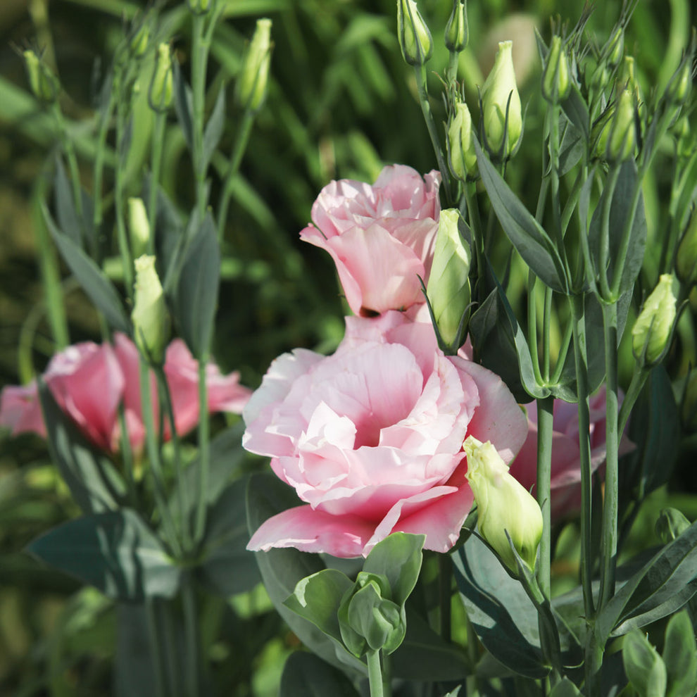 pink white flower seeds