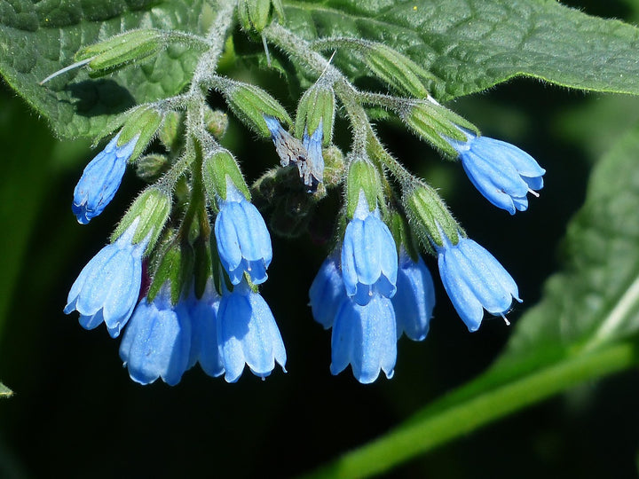 Heirloom Non-GMO Comfrey Flower Seeds for Planting – Medicinal Perennial Garden Herb Blooms