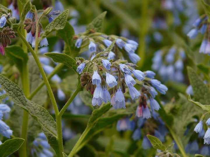 Heirloom Non-GMO Comfrey Flower Seeds for Planting – Medicinal Perennial Garden Herb Blooms