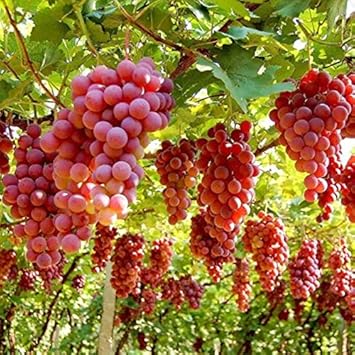 Ruby Roman Grape Fruit Seeds for Planting
