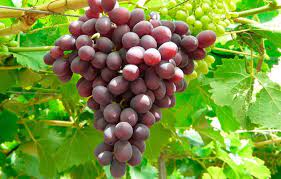 Ruby Seedless Grapes Fruit Seeds for Planting