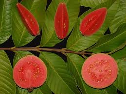 Ruby Supreme Guava Fruit Seeds for Planting