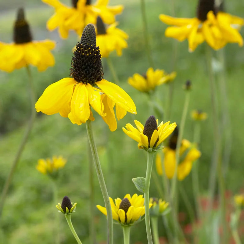 Rudbeckia maxima (Giant Coneflower)’ Black-Eyed Susan seeds for planting - heirloom & Non-GMO garden seeds