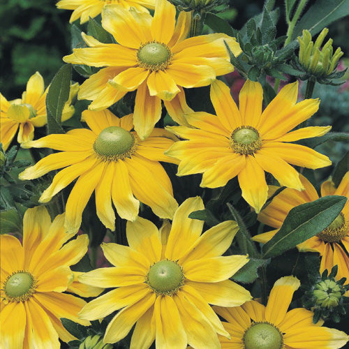 Heirloom Rudbeckia hirta ‘Prairie Sun’ Black Eyed Susan Flower Seeds for Planting - Non-GMO Seeds