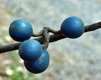 Rudraksha Fruit Seeds for Planting
