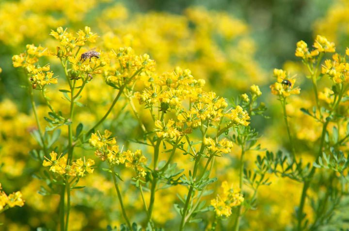 Gule Ruta blomsterfrø til udplantning, 100 stk