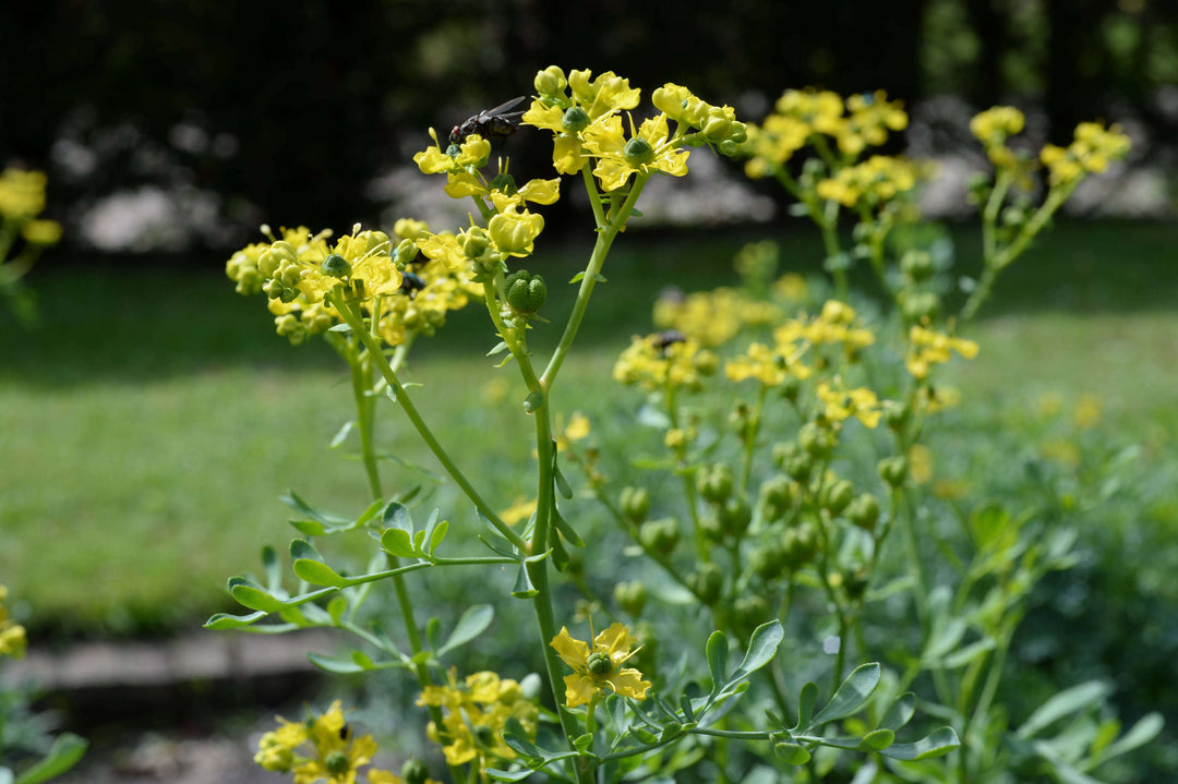 Gule Ruta blomsterfrø til udplantning, 100 stk