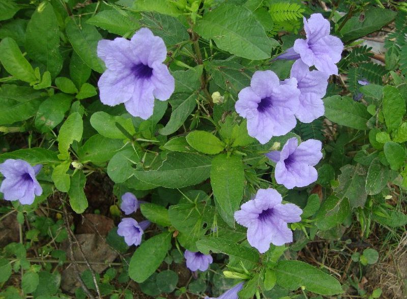 ruellia tuberosa flower seeds