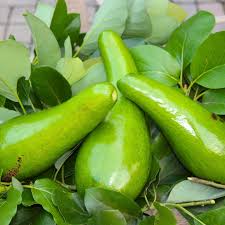 Russell Avocado (Butter Fruit) Seeds for Planting