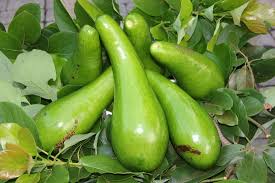 Russell Avocado (Butter Fruit) Seeds for Planting
