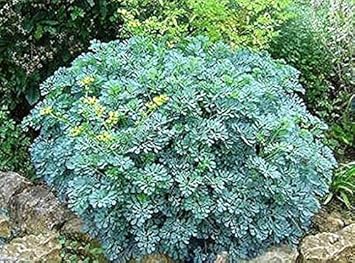 Ruta Graveolens Seeds for Planting