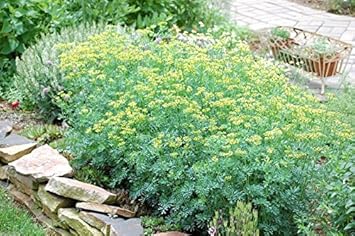 Ruta Graveolens Seeds for Planting