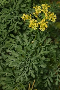 Ruta Plant Seeds for Planting