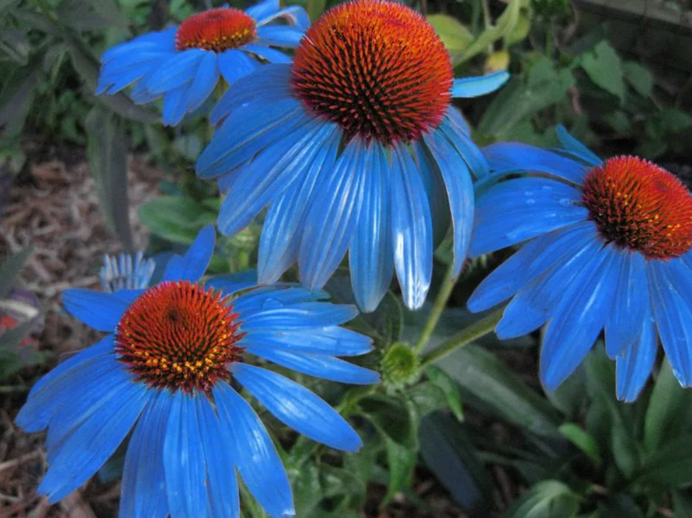 Lyseblå Echinacea frø Lilla coneflower fyrretræ Krysantemum blomsterfrø til plantning - 100 stk.