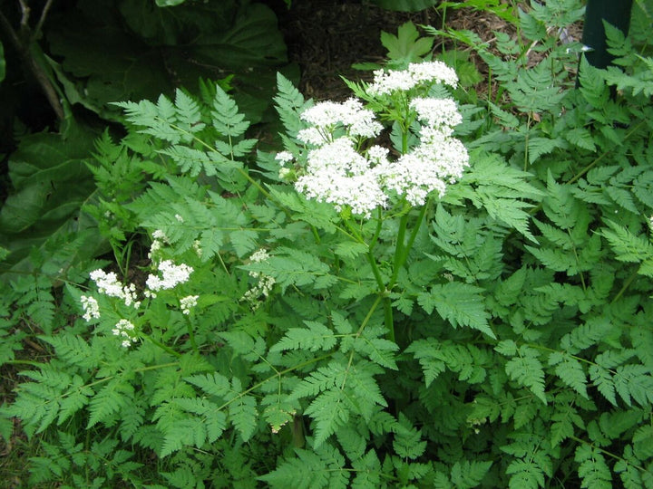 Cicely Blomsterfrø til Plantning 100 stk