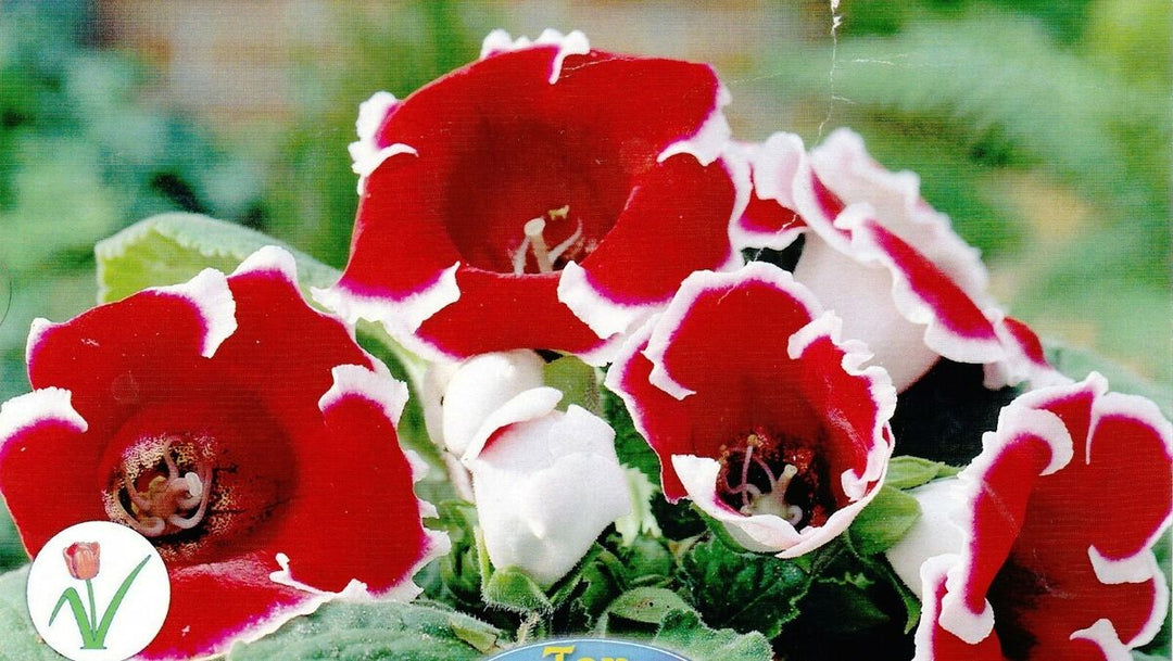 Brasilianske Gloxinia Blomsterfrø til Plantning Rød Hvid 100 stk