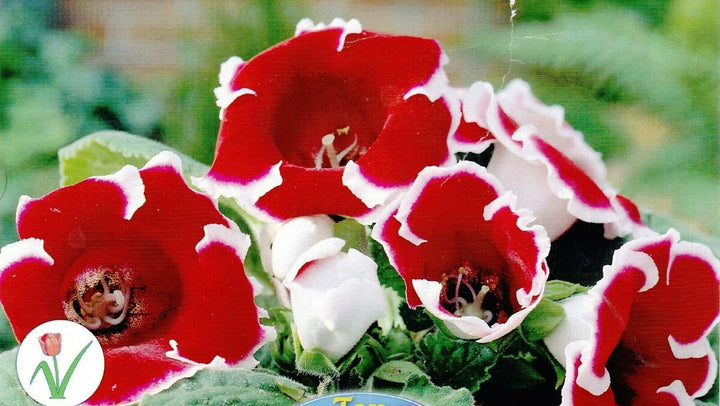 Brazilian Gloxinia Flower Seeds for Planting Red White 100 pcs