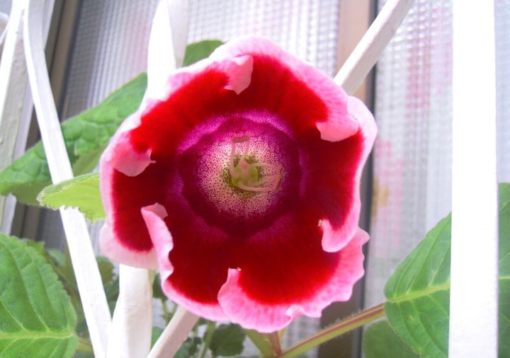 Heirloom Non-GMO Sinningia Gloxinia Flower Seeds for Planting – Tropical Blooming Garden Seeds | High Germination