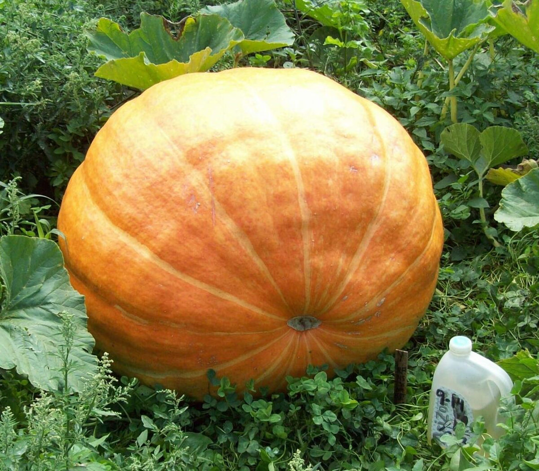 Wallace Whoppers Giant Pumpkin Seeds for Record-Breaking Yields  100 pcs