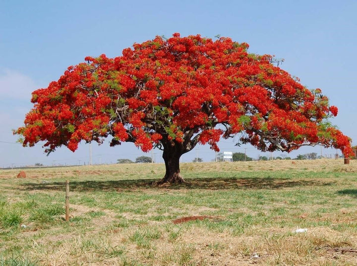 Red Jacaranda flower seeds – heirloom, non-GMO seeds for planting