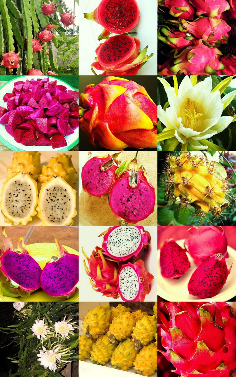 pitaya seeds planting Mixed Pitaya Seeds – Heirloom, Non-GMO – Neeraseeds