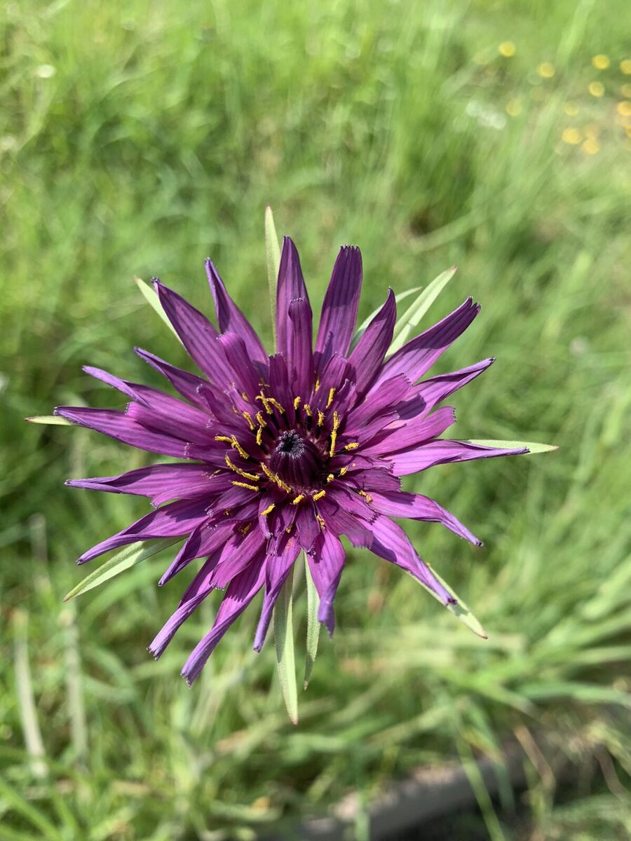 Salsify Edible Flower Seeds for Planting – Heirloom Non-GMO Seeds for Unique Blooms & Organic Garden Growth, High Germination