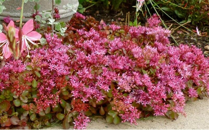 Pink Sedum Spurium plantefrø til udplantning – 100 stk