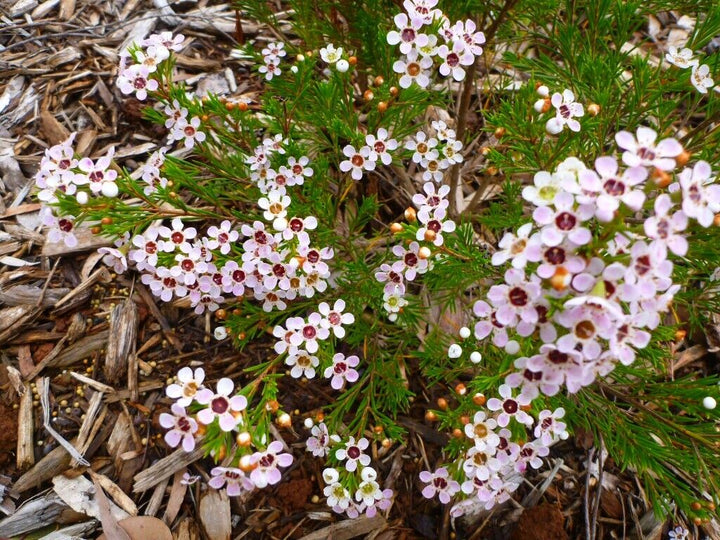 Heirloom Chamelaucium Flower Seeds for Planting – Non-GMO White Blooms, High Germination Organic Garden Seeds