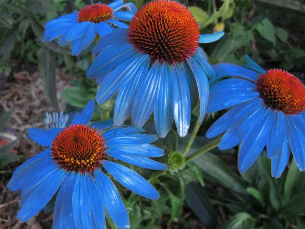 soak echinacea seeds Light Blue Echinacea Purple Coneflower Pine Chrysanthemum Seeds for Planting – Heirloom, Non-GMO, High Germination