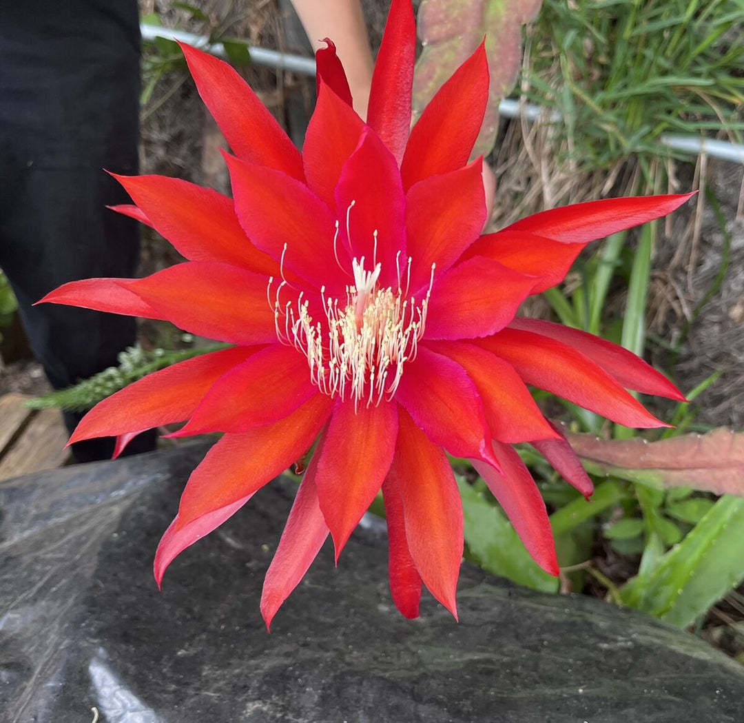 red epiphyllum flower seeds