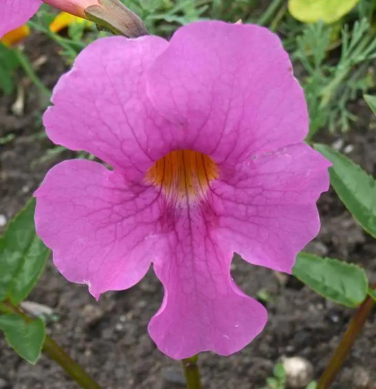 incarvilla flower flower seeds
