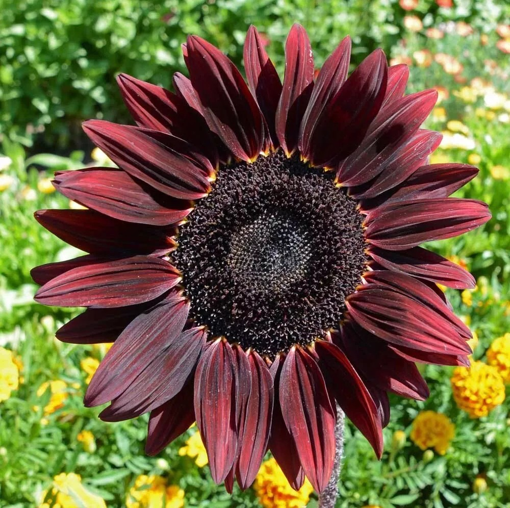 red heirloom flower seeds
