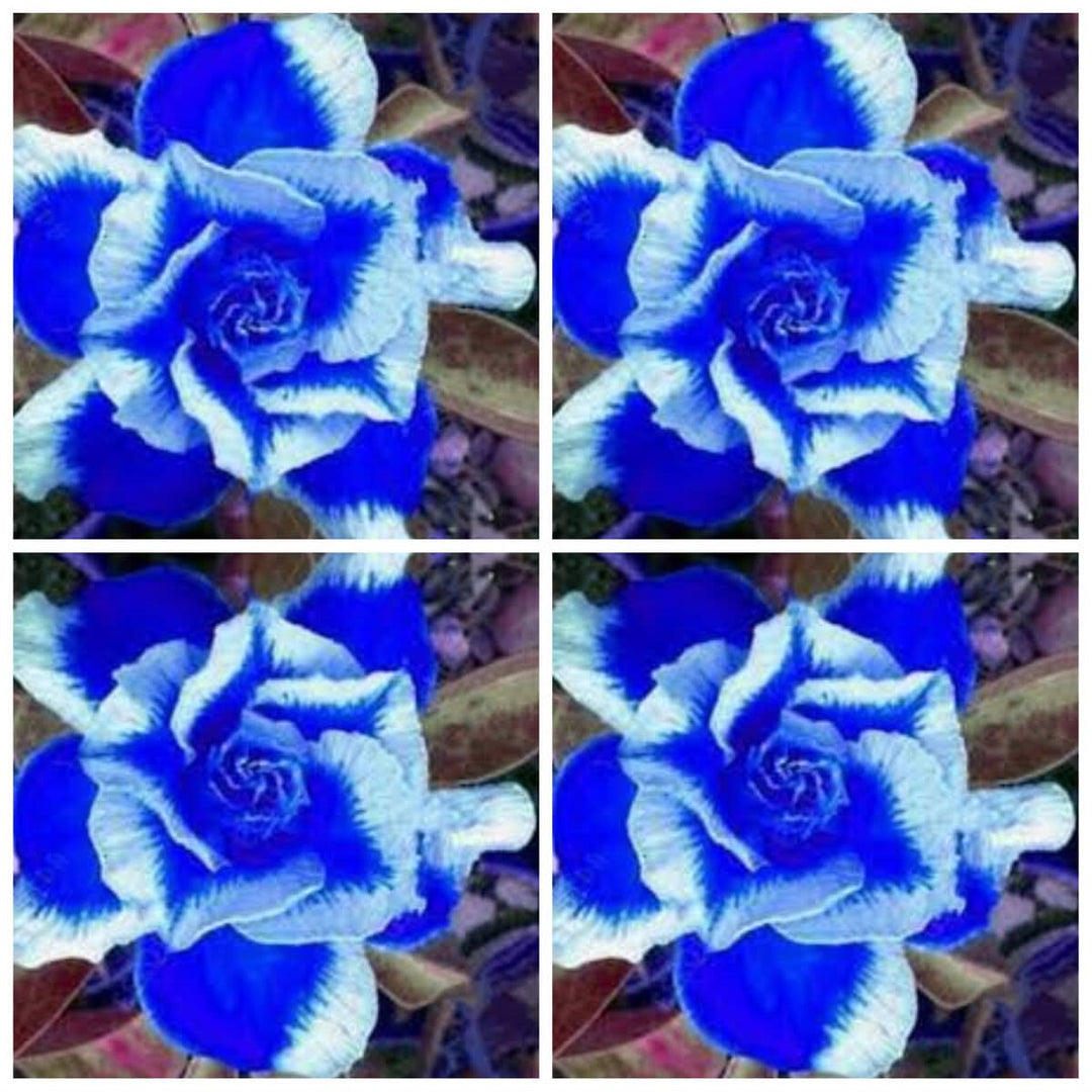 blue heirloom flower seeds