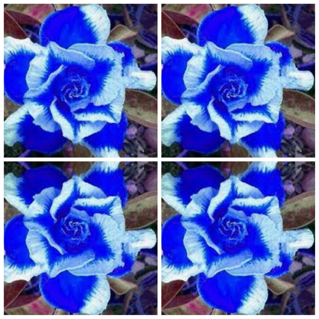 White Blue Adenium Obesum Flower Seeds for Planting – Heirloom, Non-GMO, High Germination Exotic Bloom Seeds