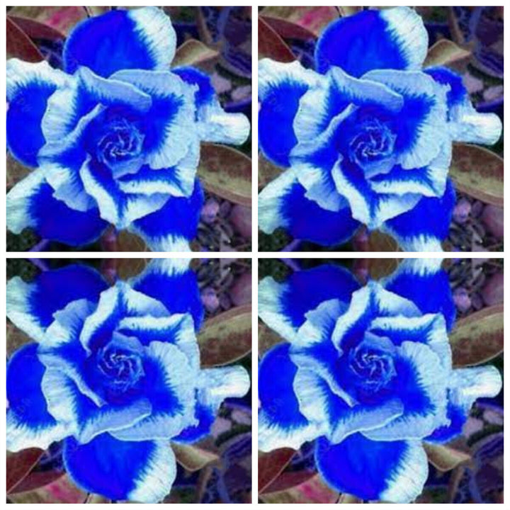 White Blue Adenium Obesum Flower Seeds for Planting – Heirloom, Non-GMO, High Germination Exotic Bloom Seeds