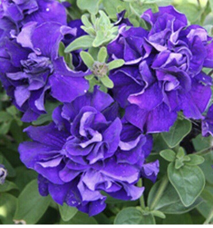 Dark Purple Double Petunia Seeds for Planting - Heirloom, NON-GMO Flower Seeds - Easy Grow Garden Blooms