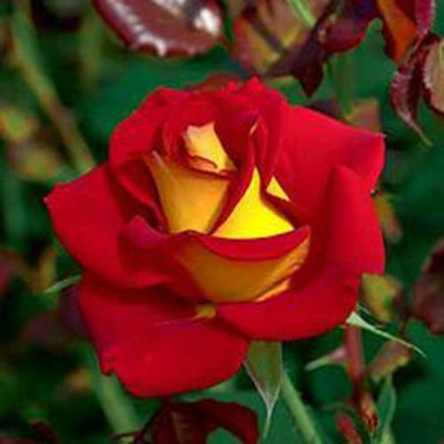 Rainbow Potted Rose Flower Seeds for Planting Red 100 pcs