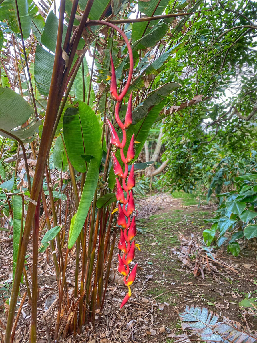 Heliconia Pogonantha plantefrø til udplantning, 100 stk