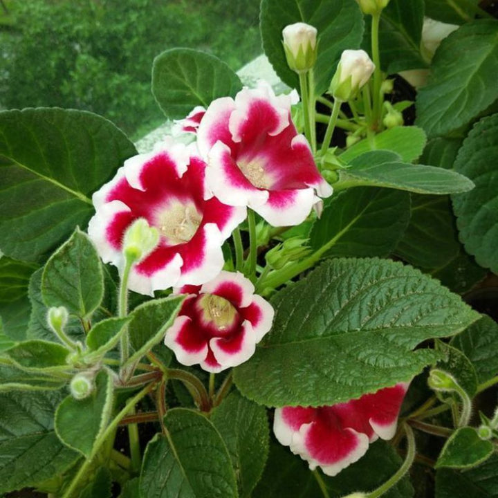 Brasilianske Gloxinia Blomsterfrø til Plantning Rød Hvid 100 stk