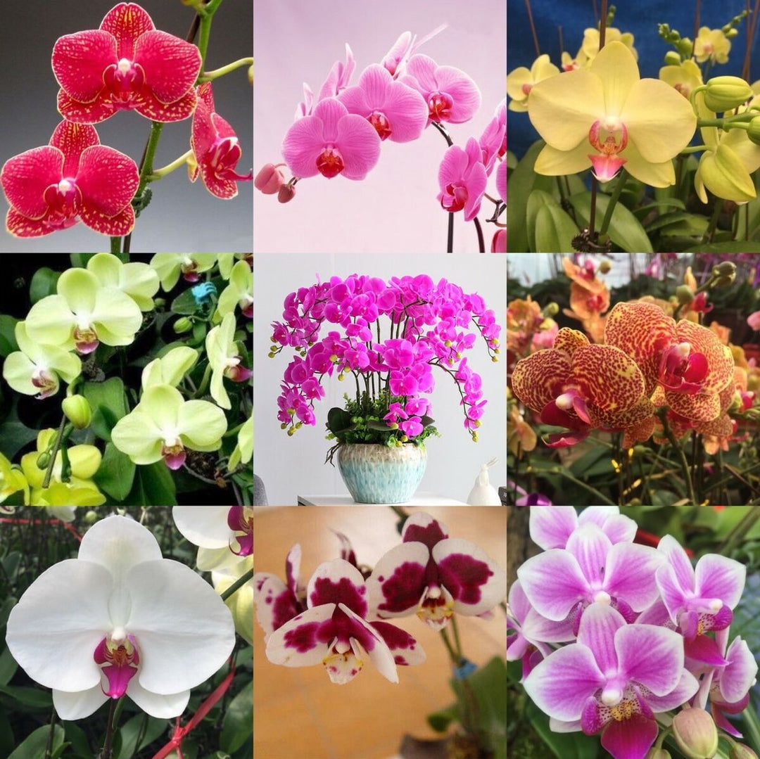 Mixed Phalaenopsis Orchid Flower Seeds for Planting – Heirloom, Non-GMO, High Germination Organic Orchid Seeds