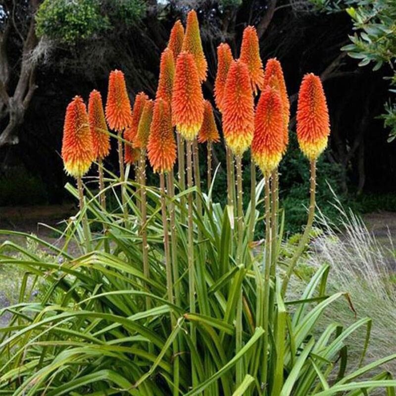 Orange flerårige blomsterfrø til plantning 100 stk