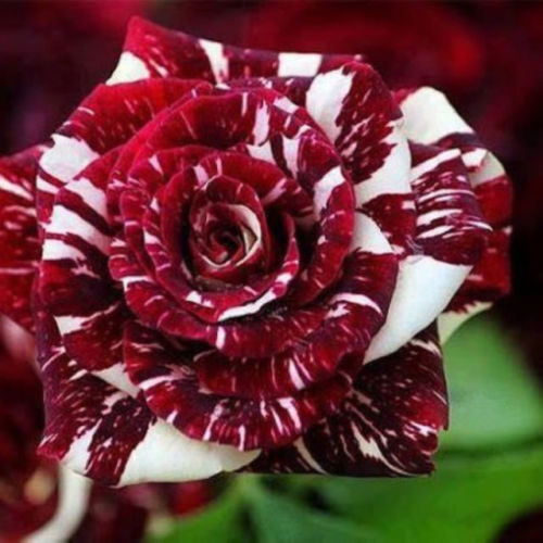 Rose Flower Seeds for Planting White Maroon 100 pcs