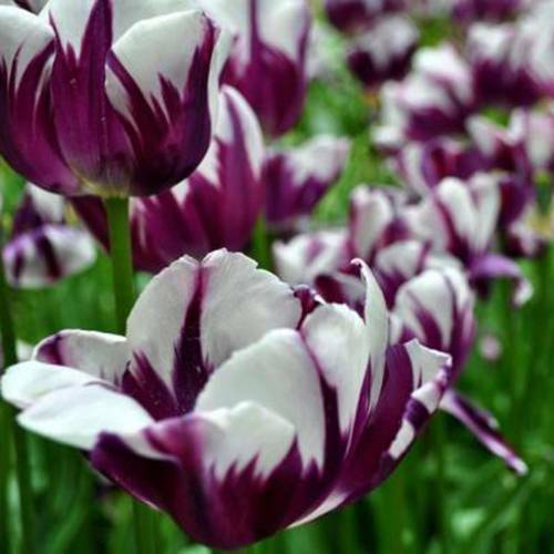 White Violet Tulip Flower Seeds for Planting 100 pcs