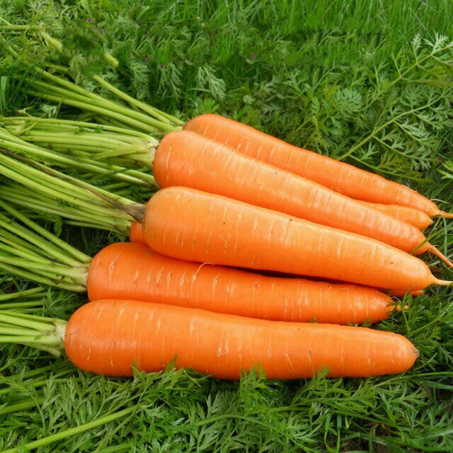 Kuroda Carrot Seeds for Planting – Heirloom, Non-GMO Vegetable Seeds for Home Gardens and Organic Farming