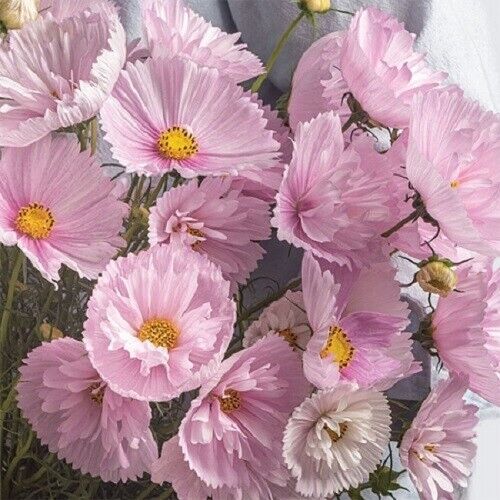Cosmos Cupcakes Blush' Flower Seeds for Planting – Vibrant Blooms, Heirloom Garden Seeds