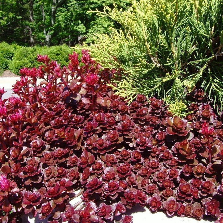 Red Perennial Flower Seeds for Planting – 100 pcs, Heirloom, Non-GMO, High Germination Organic Garden Seeds