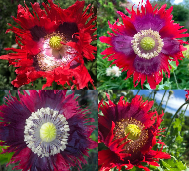 Drama Queen Poppies Flower Seeds for Planting 100 pcs